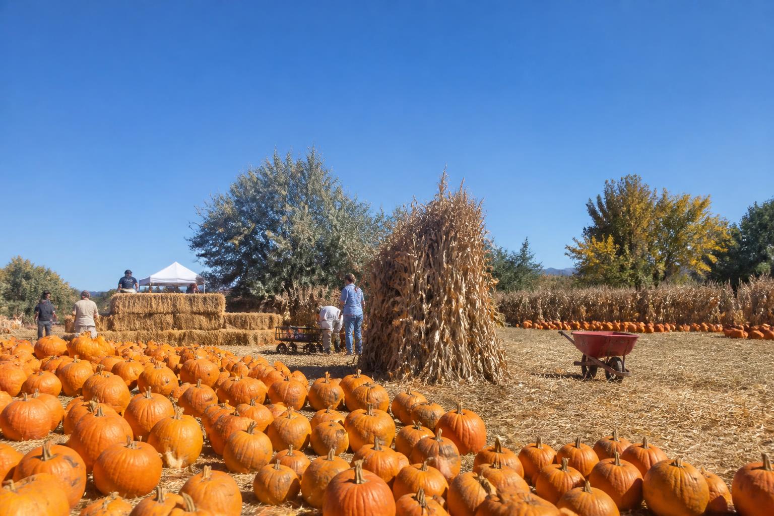 Nevada Ag Update: Balancing Local Procurement and Global Market Pressures - AgroPost