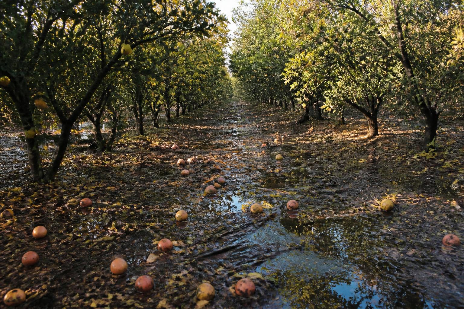 Managing Texas Input Volatility and Logistics as Harvest Cycles Accelerate - AgroPost