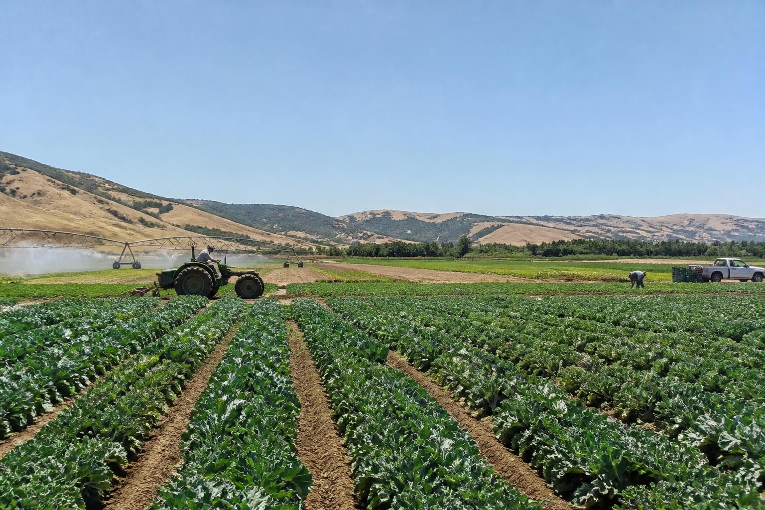 California Field Crops and Grains: Navigating Water, Labor, and Global Competition