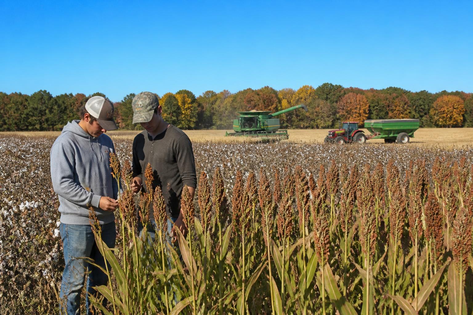 Missouri Grain Market Update: Assessing Harvest Sentiment and Export Potential