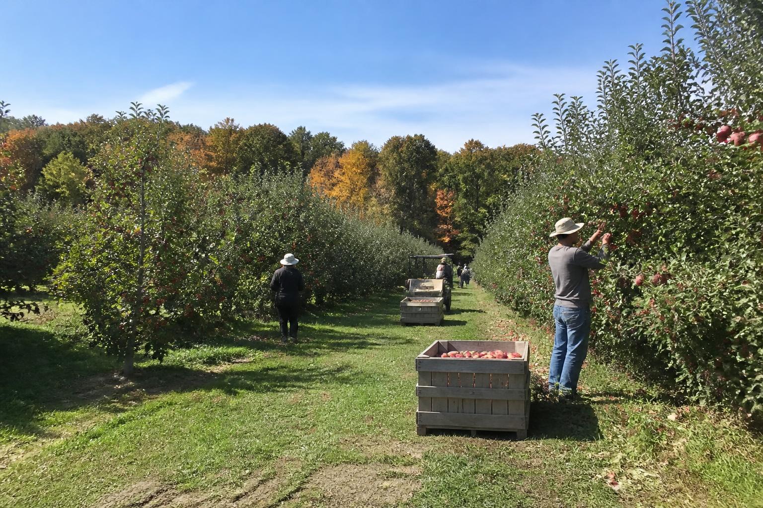 Connecticut Harvest Outlook: Balancing Drought Resilience and Market Shifts - AgroPost