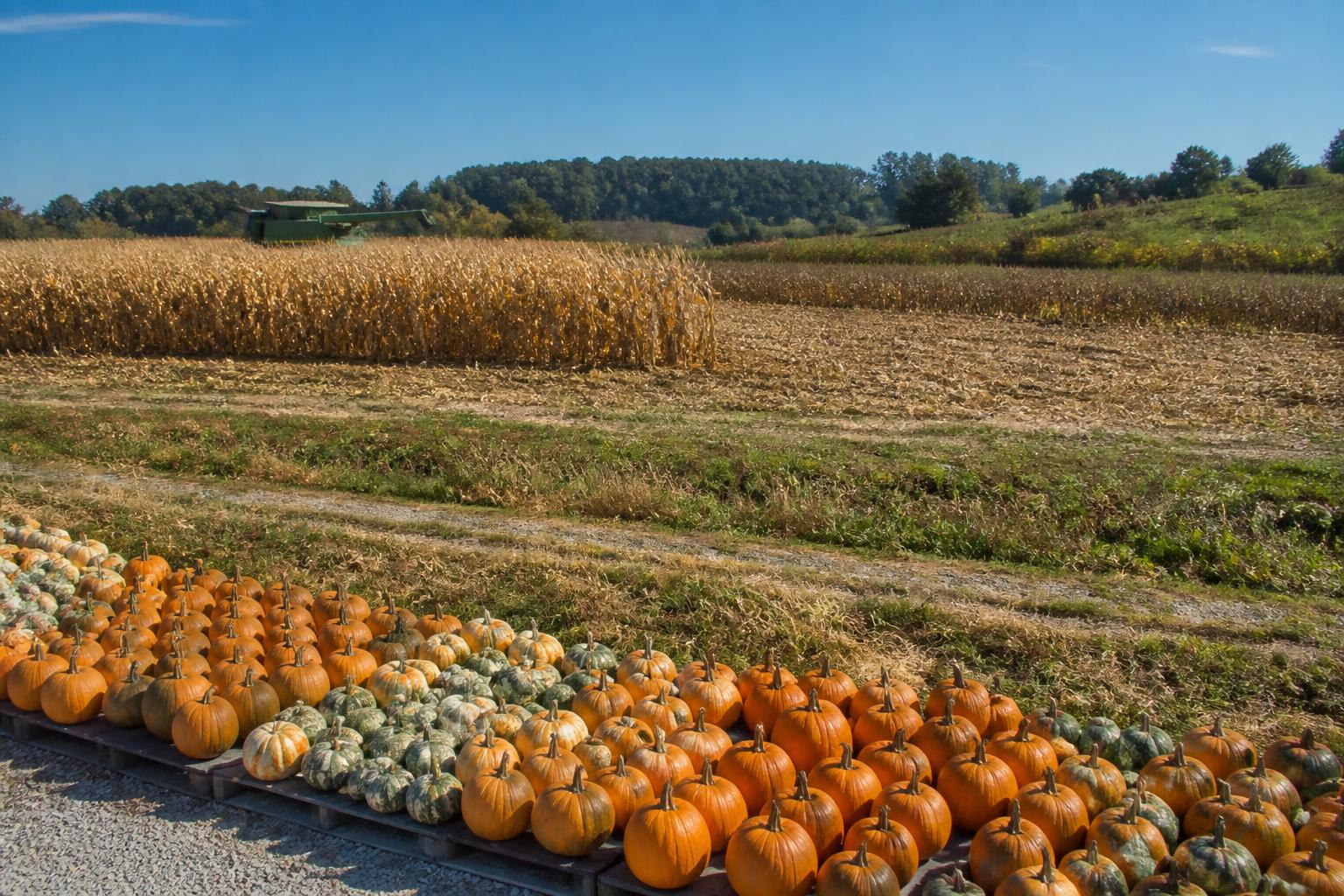 NC Harvest Update: Managing Volatility as Corn and Soybeans Face Divergent Paths
