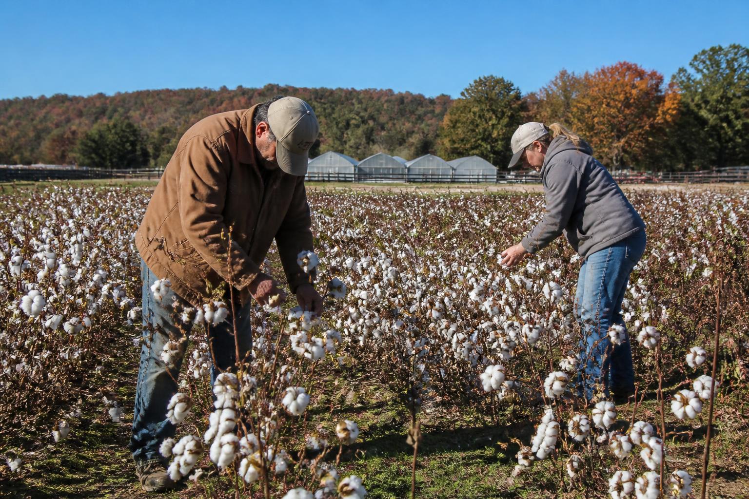 Virginia Input Market Update: Managing Rising Costs as Harvest Approaches