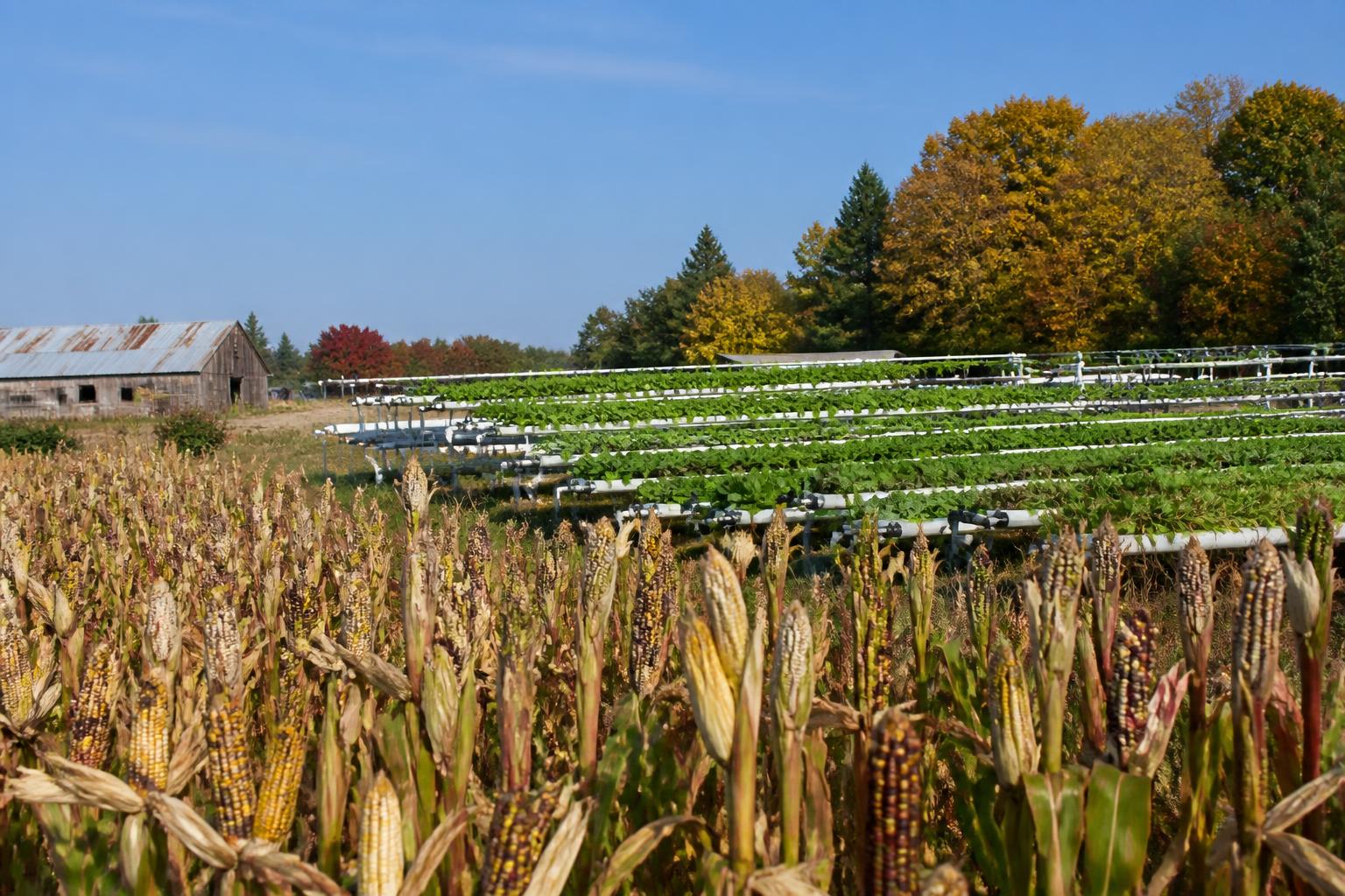Navigating Late-Season Logistics and Safety on Iowa Roadways