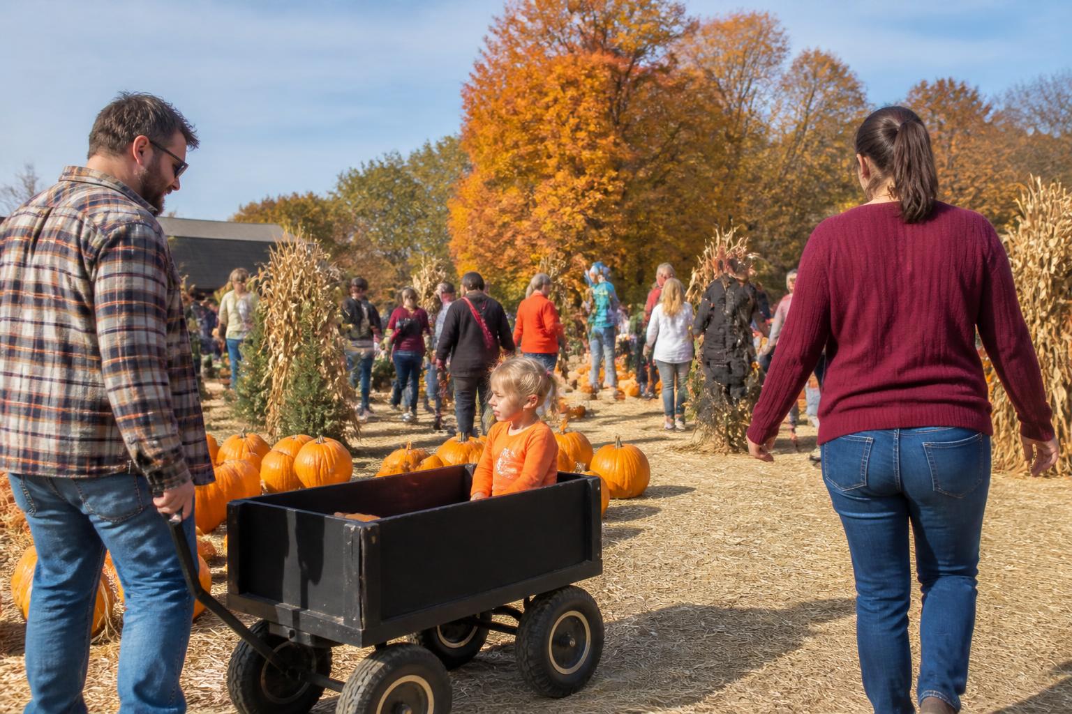 Navigating Virginia's Changing Grain Landscape This Fall
