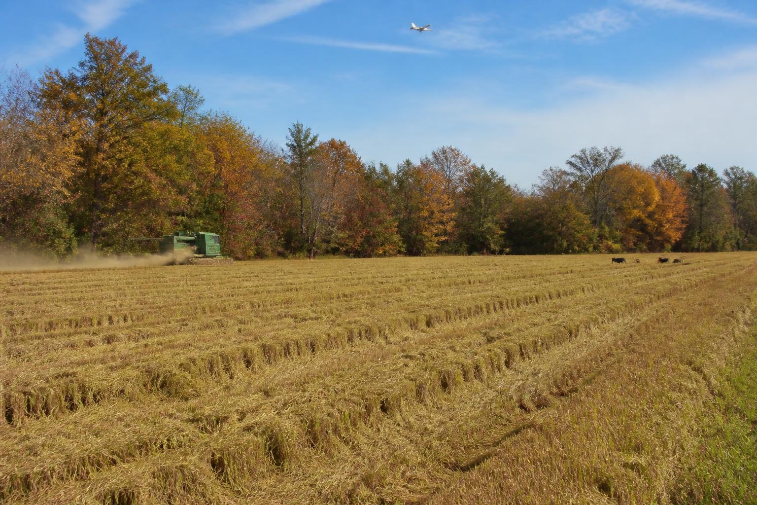 Louisiana Fertilizer Landscape: Examining New Domestic Capacity