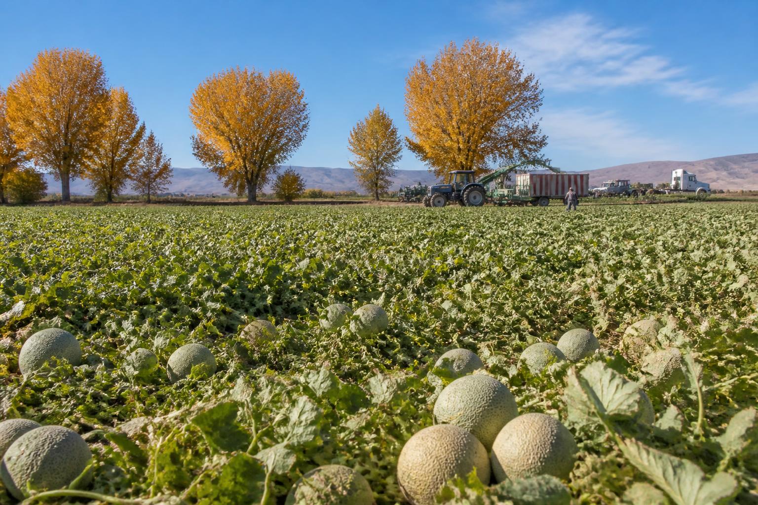 Nevada Fertilizer Outlook: Managing Local Supply and Global Market Volatility