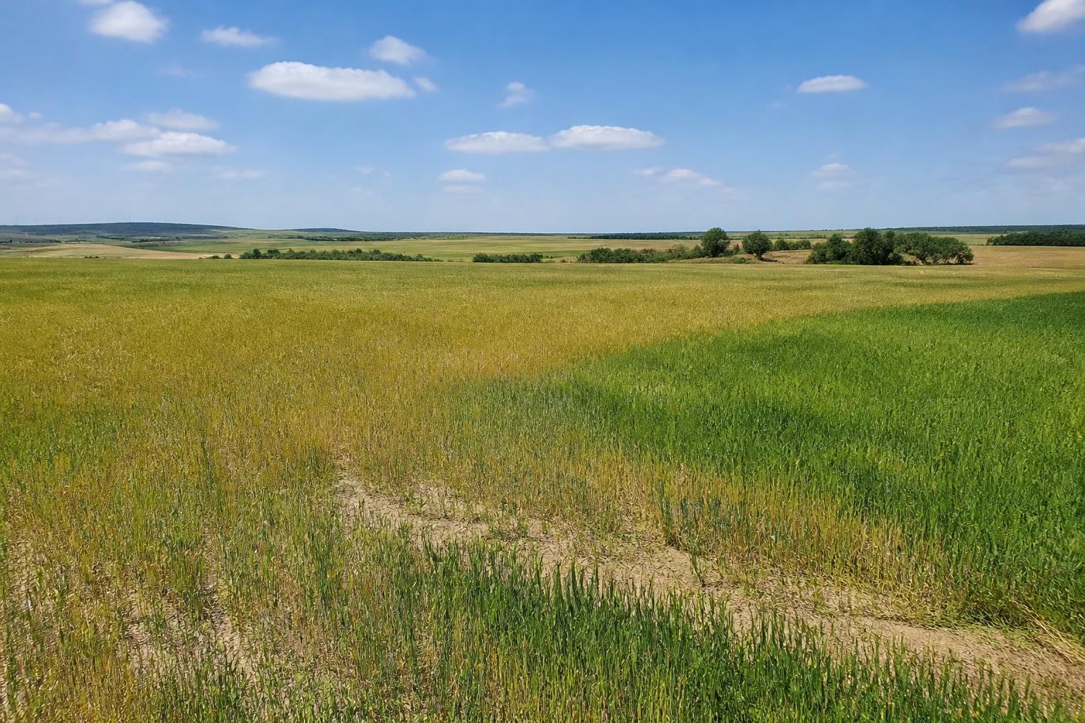Texas Grain Market Dynamics: Managing Drought Acreage, Local Basis, and Global Export Channels