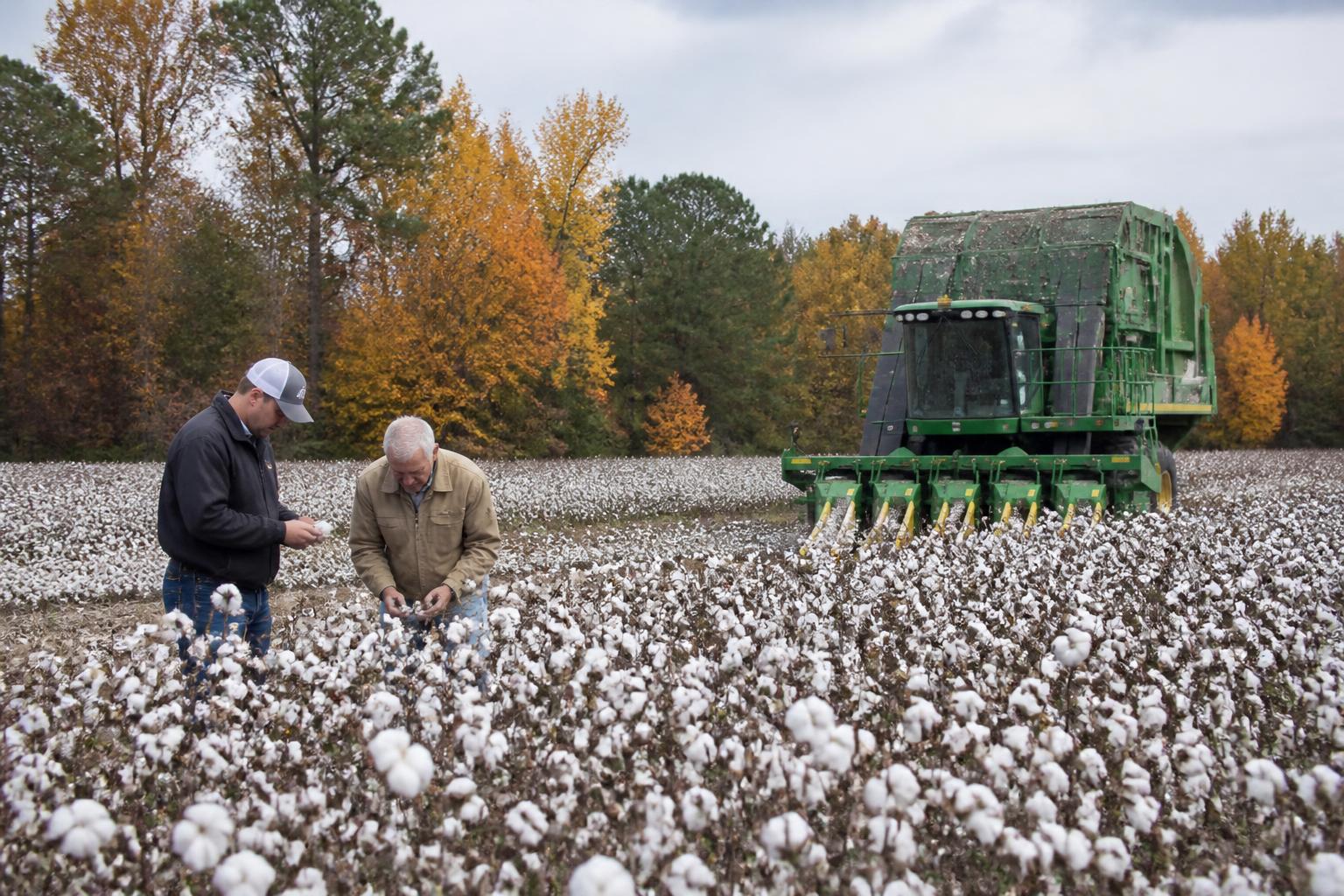 North Carolina Growers Balance Harvest Pressures Amidst Persistent Dry Conditions - AgroPost