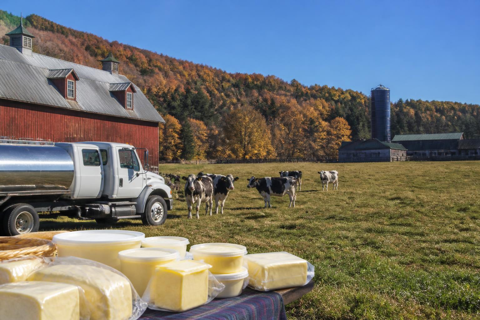 Vermont Dairy Sector Sees Logistics Gains Through Local Sourcing and Sustainability - AgroPost