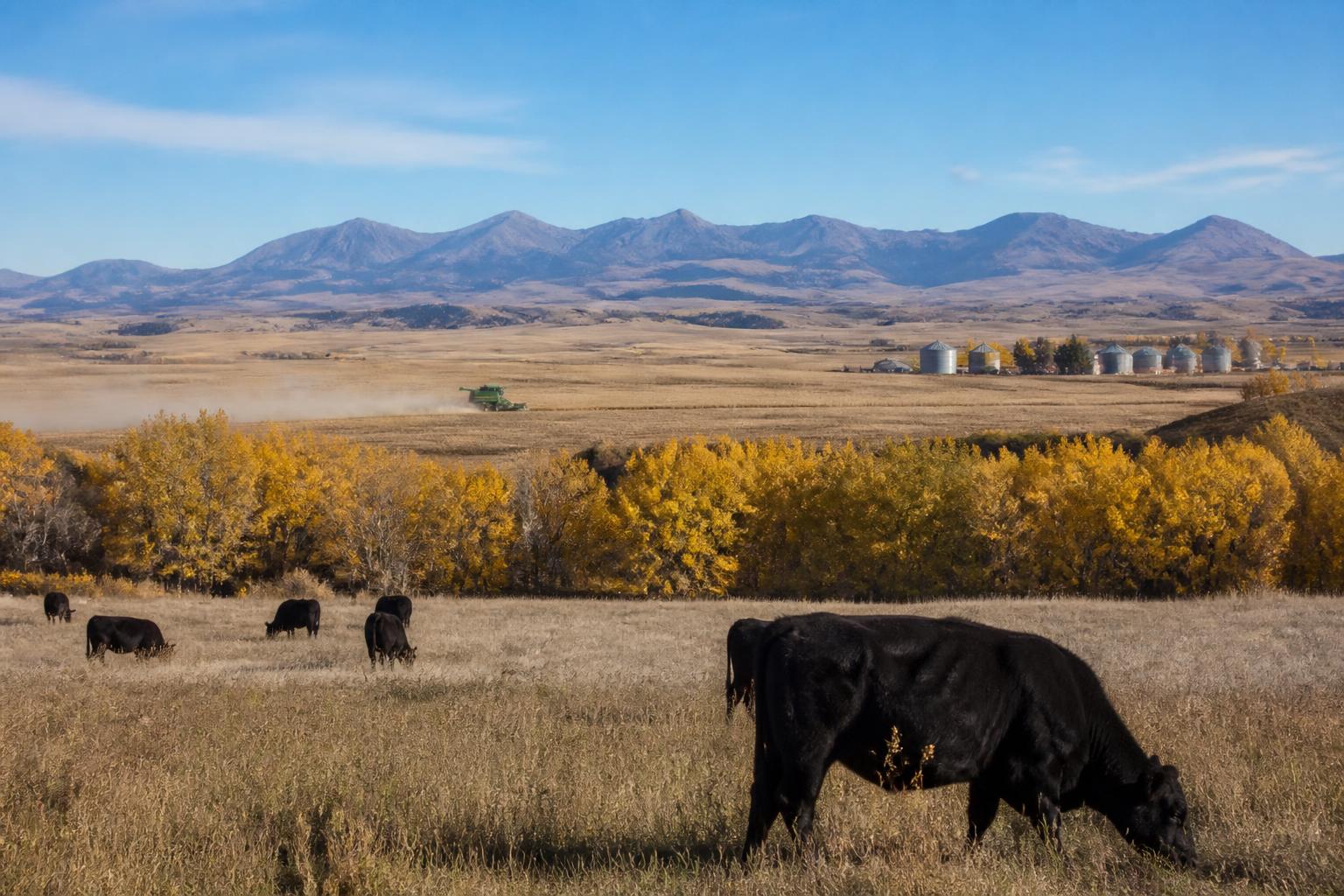 Wyoming Producers Balance Operational Hurdles Amidst Shifting Fall Markets - AgroPost