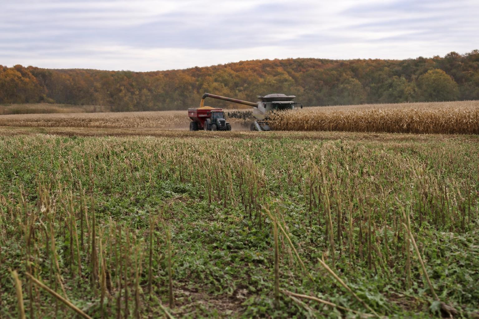 Alabama Grain Market Update: Monitoring Price Shifts as Fall Harvest Approaches - AgroPost