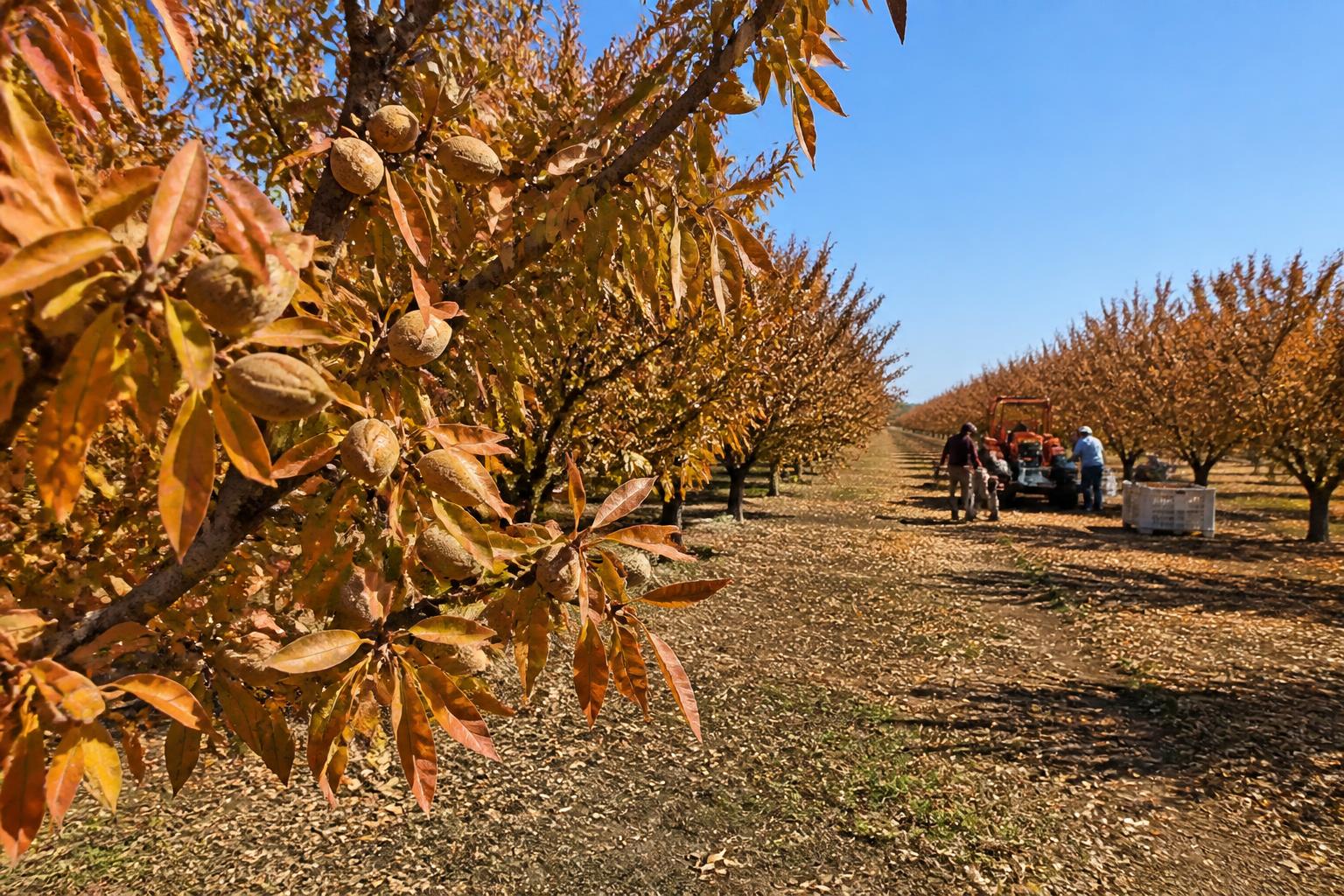 California Crop Outlook: Balancing Acreage Shifts and Market Pressures - AgroPost