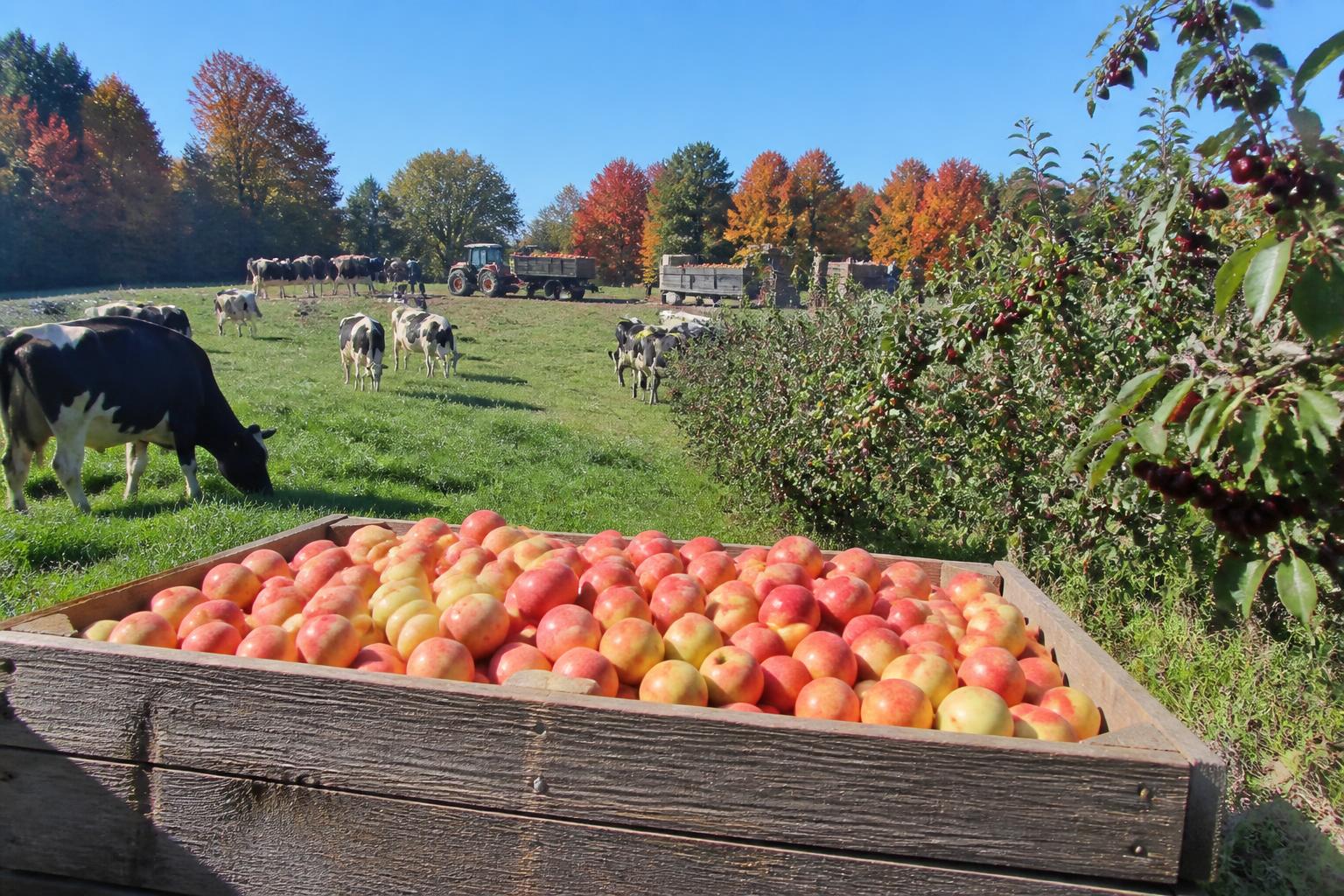Michigan Harvest Logistics: Managing Seasonal Freight Constraints - AgroPost