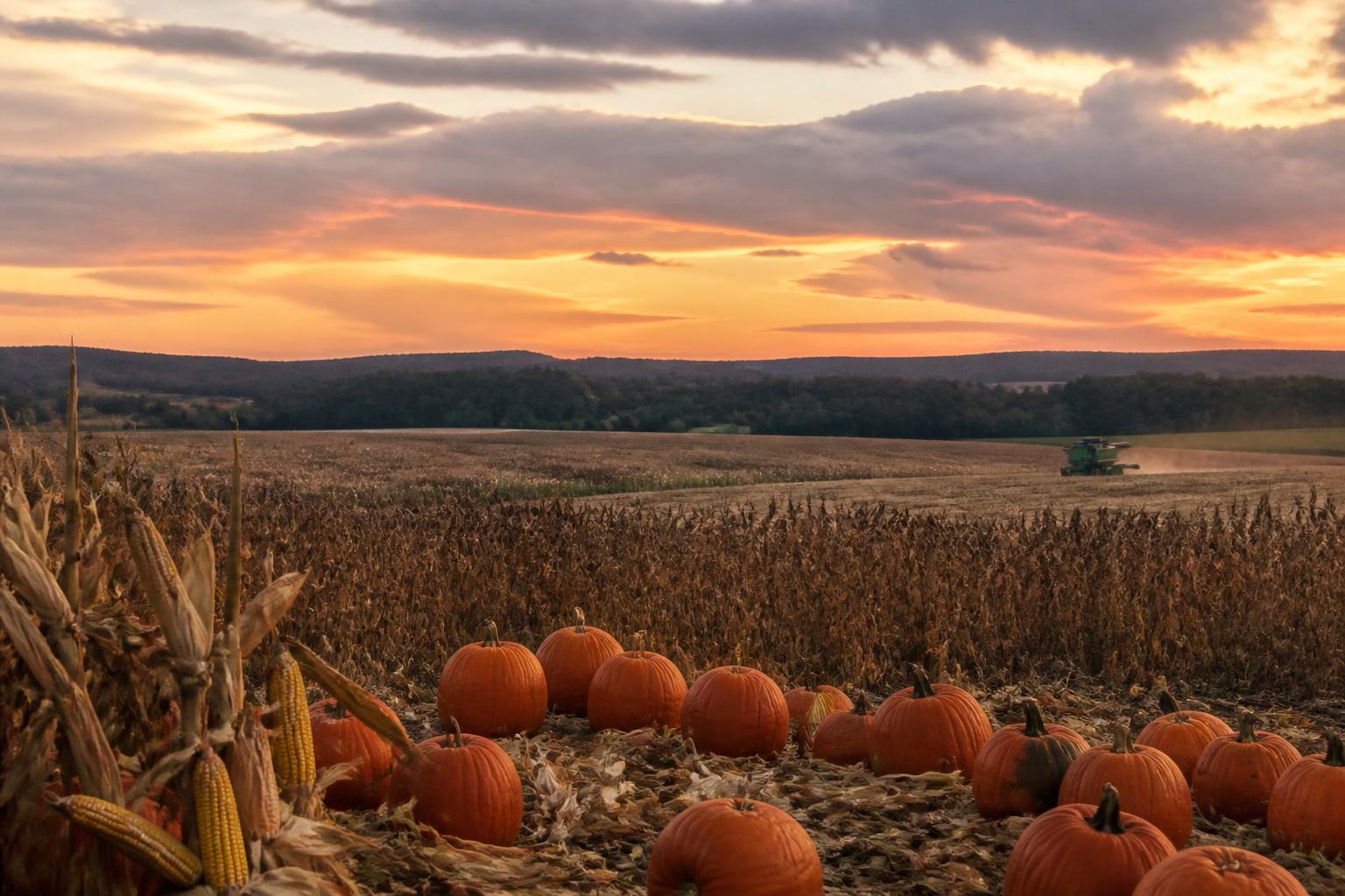 South Carolina Peanut and Grain Outlook: Assessing Acreage Shifts and Logistics - AgroPost