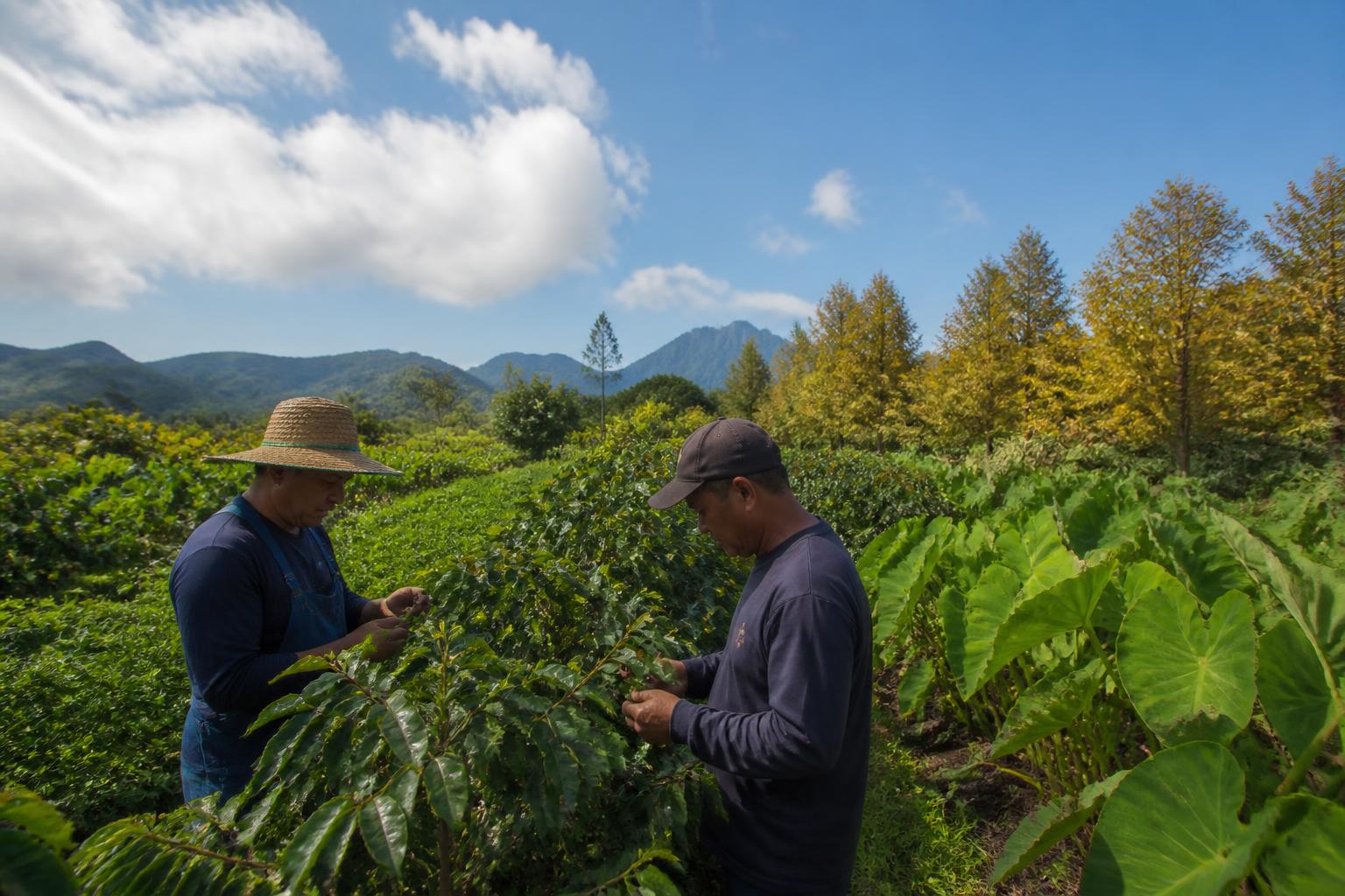 Navigating Changing Pesticide Regulations and Biosecurity Compliance in Hawaii - AgroPost