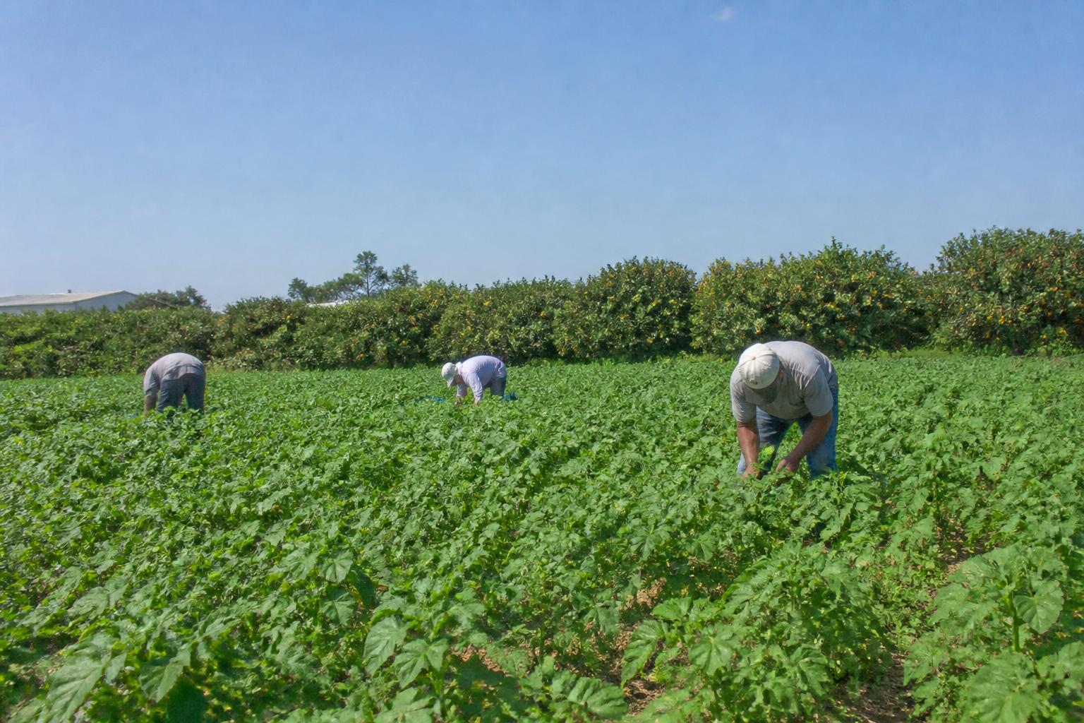 South Carolina Ag Transport: Summer Freight Flows and Infrastructure Priorities