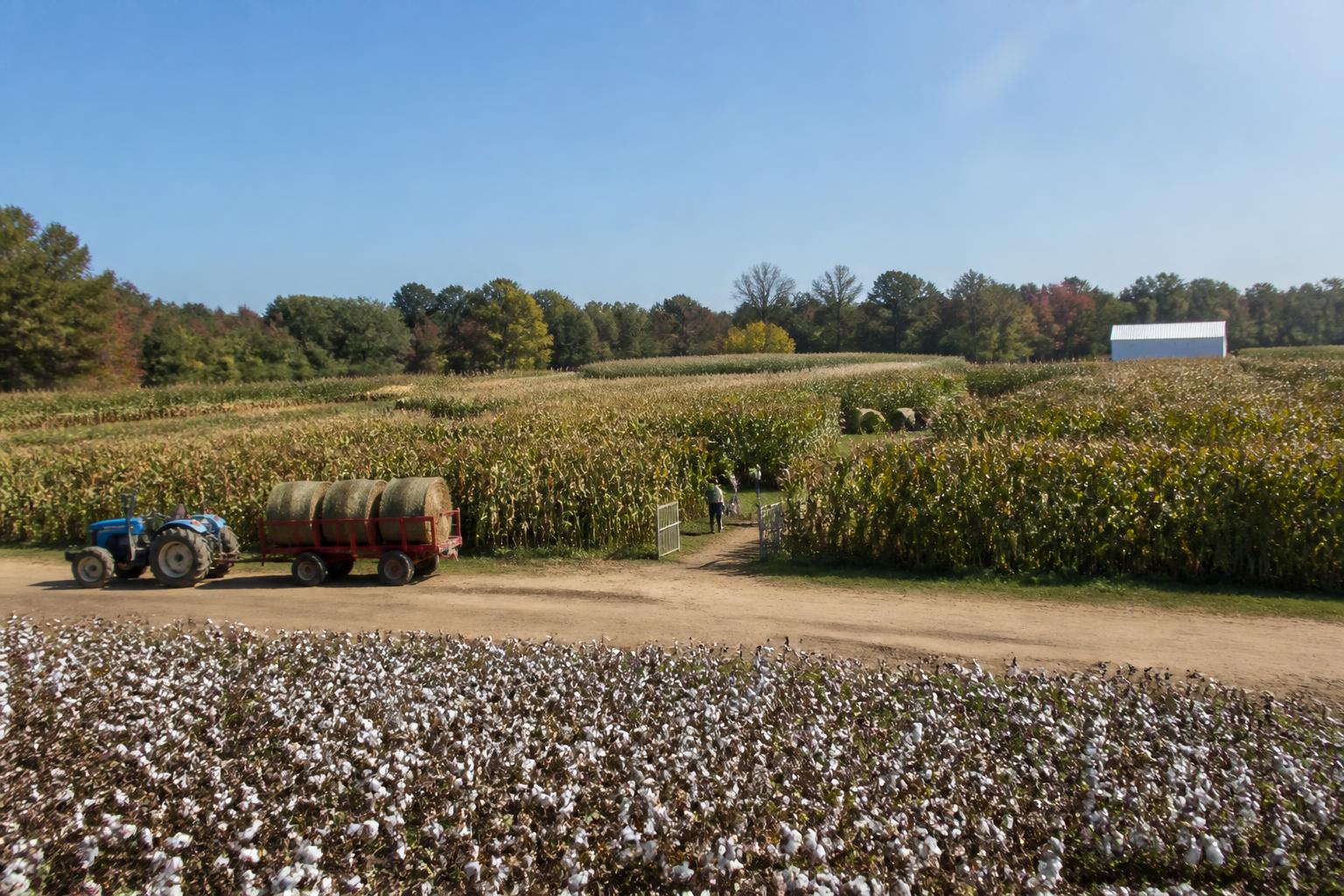 South Carolina Grain Market Update: Fall Logistics and Planning - AgroPost