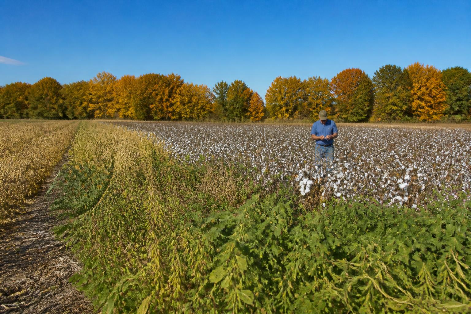 Arkansas Harvest Logistics and Field Management: Navigating Fall Challenges - AgroPost