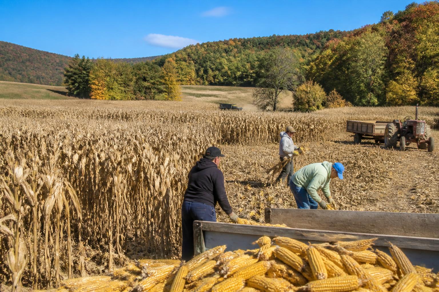 Optimizing Crop Protection Strategies for Alaska's Unique Growing Season - AgroPost