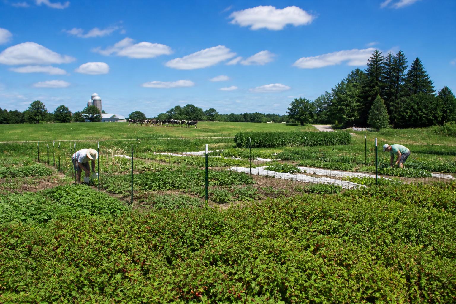 Wisconsin Ag Transport: Navigating Federal Trucking Exemptions and Summer Freight Demands