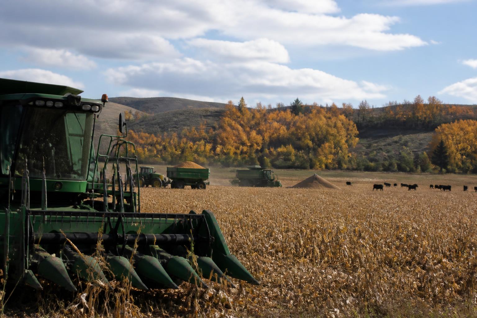 Idaho Cattle Markets: Evaluating Seasonal Trends in a Record-Setting State - AgroPost