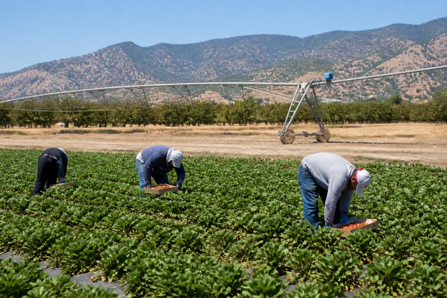 California Grain Market Outlook: Navigating Summer Harvest and Regulatory Pressures