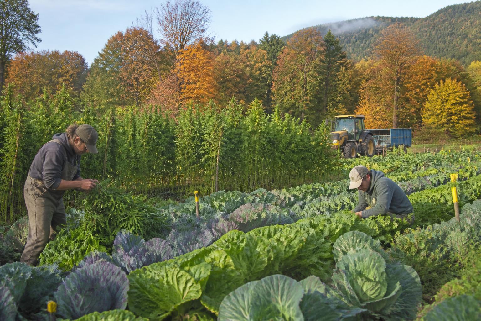 Managing Pest Pressures in Oregon: A Fall Season Outlook - AgroPost