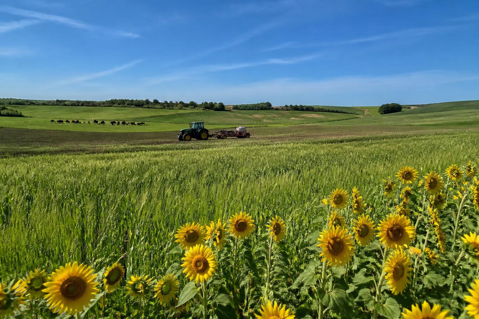 Summer Crop Protection in North Dakota: Managing Inputs Amid High Custom Rates and Late Crop Progress