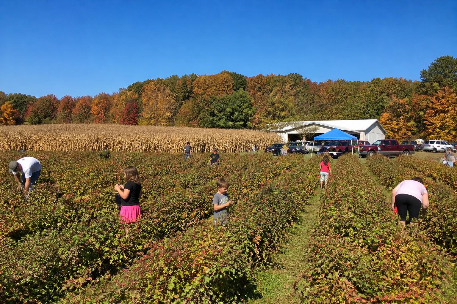 Tennessee Logistics Update: Navigating Harvest-Season Transit Efficiencies - AgroPost