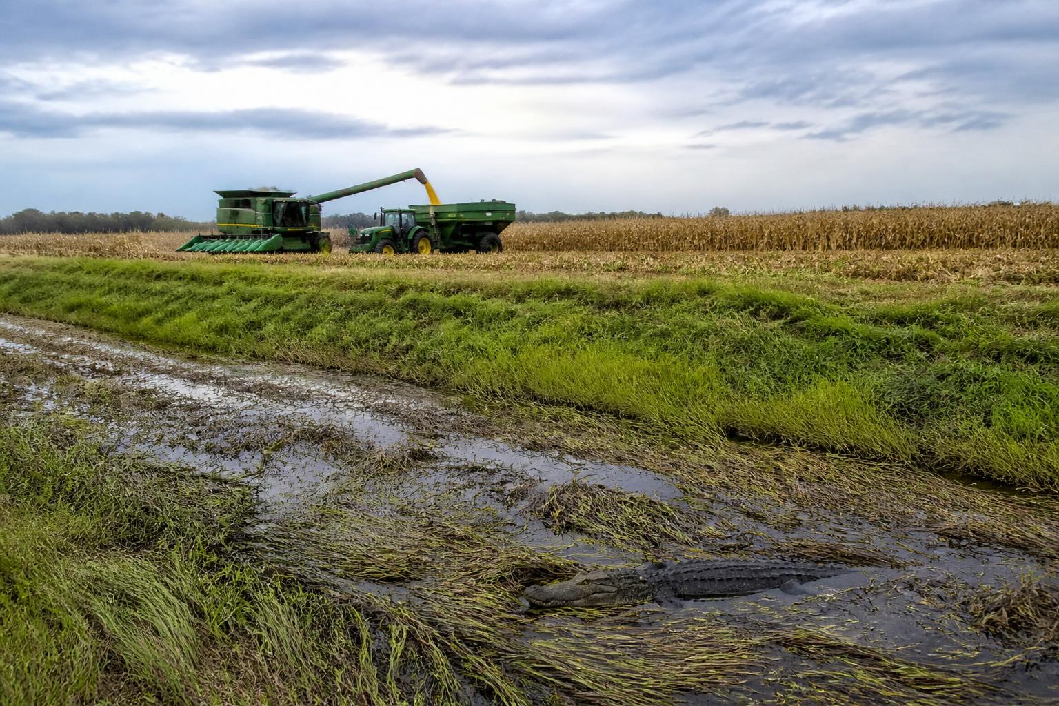Louisiana Producers Navigate Seasonal Risks and Recovery Efforts - AgroPost