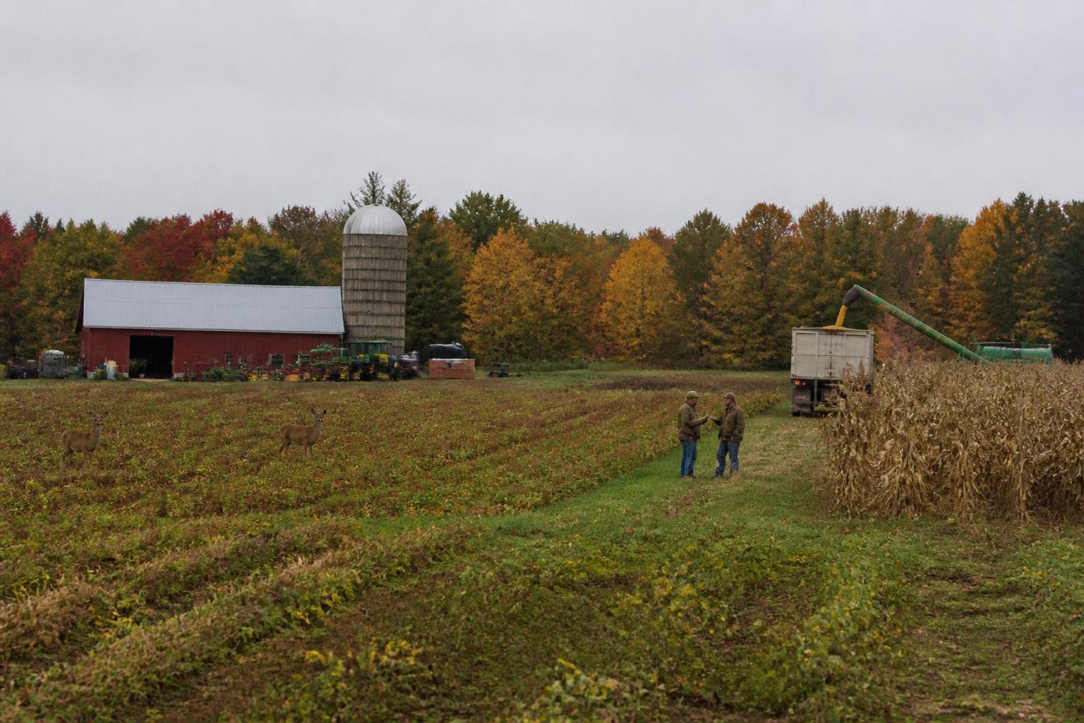 Michigan Grain Producers Face Volatile Harvest Season Pressures - AgroPost