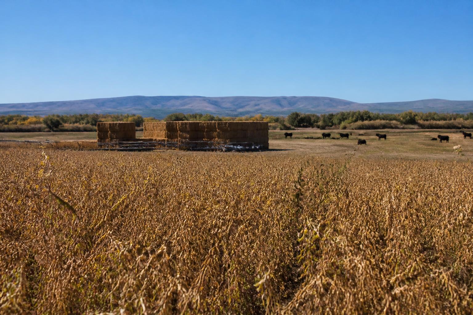 Arizona Fertilizer and Input Costs: Managing Uncertain Markets as Fall Planting Approaches - AgroPost