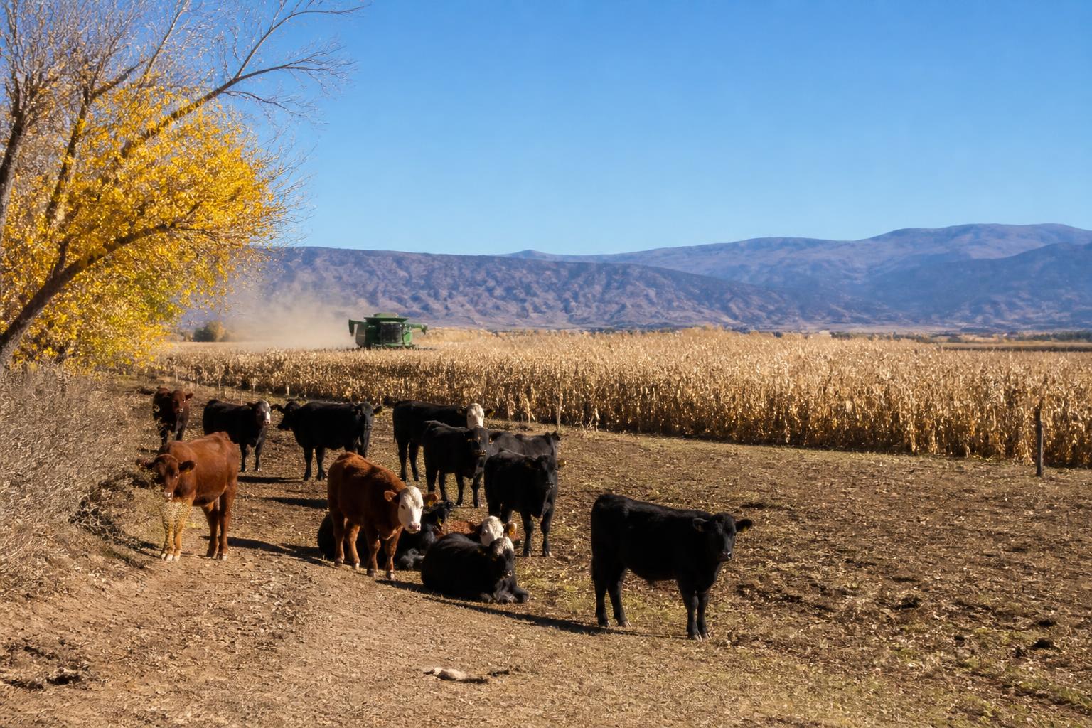 New Mexico Grain Market Outlook: Navigating Regional Trade Shifts - AgroPost