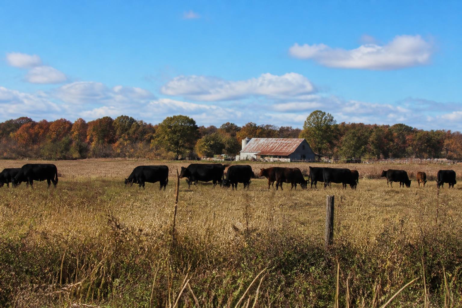 Arkansas Field Management: Protecting Yields and Managing Late-Season Pressures - AgroPost