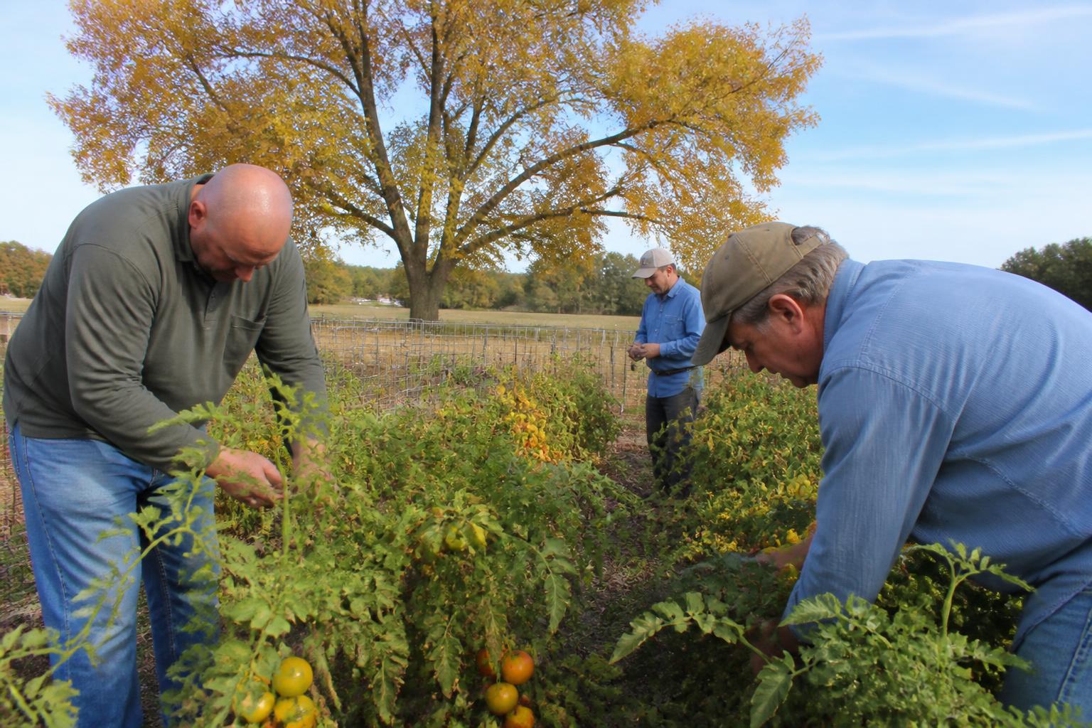 Invasive Pest Alert: Monitoring Mealybug Impacts on Georgia Pasturelands - AgroPost
