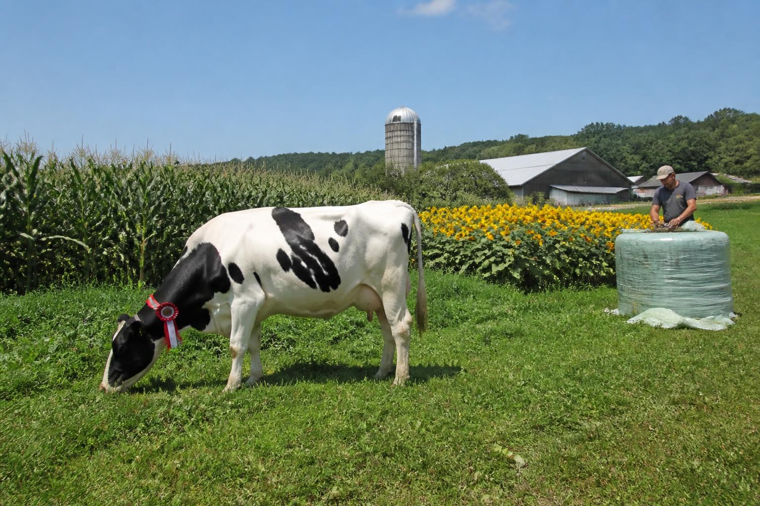 Transport Agricole du Vermont : Naviguer dans la Logistique Laitière d'Été et les Exigences des Routes Rurales