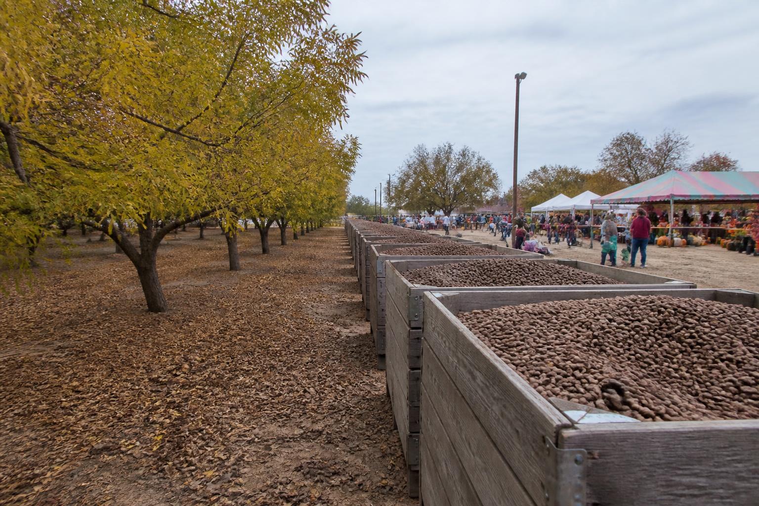New Mexico Fertilizer Market: Navigating Input Supply and Regional Logistics in a Shifting Policy Landscape - AgroPost
