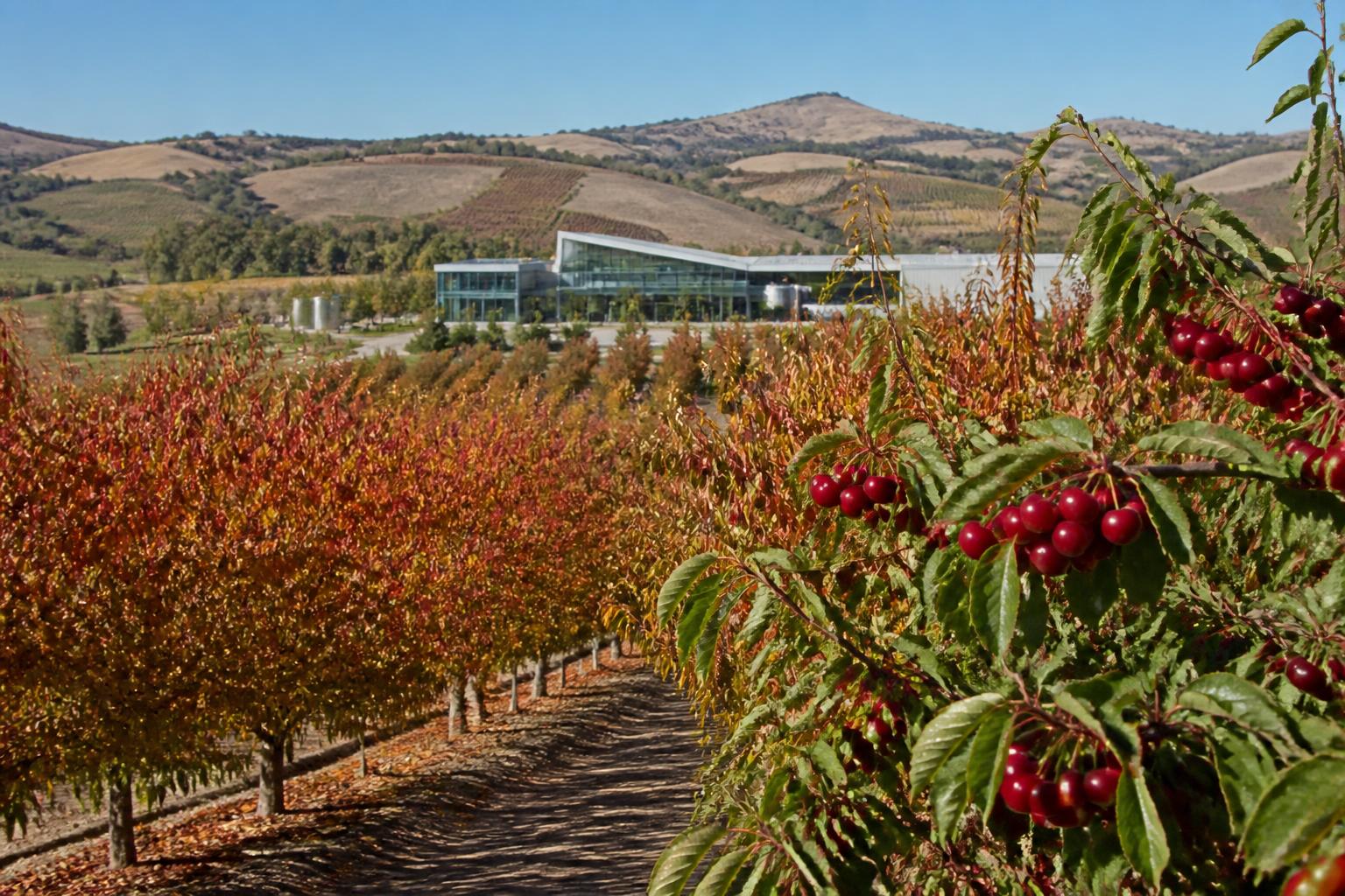California Ag Outlook: Navigating Market Pressures and Regulatory Shifts - AgroPost