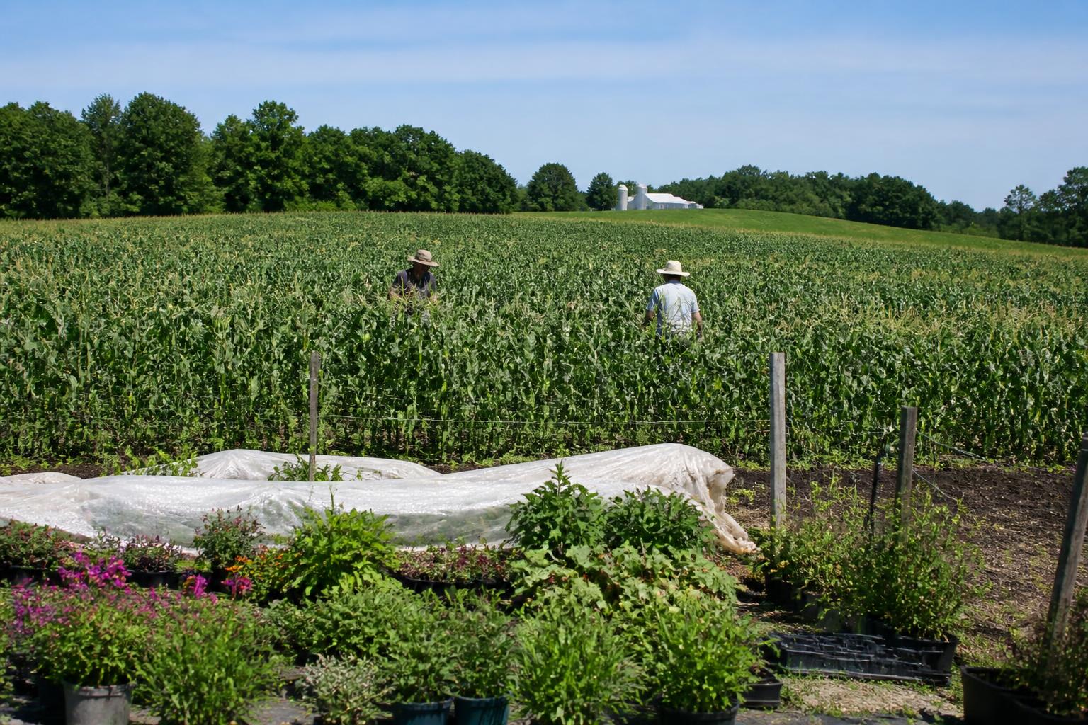 Rhode Island Grain and Agritourism: Summer Management Amid Global Input Pressures