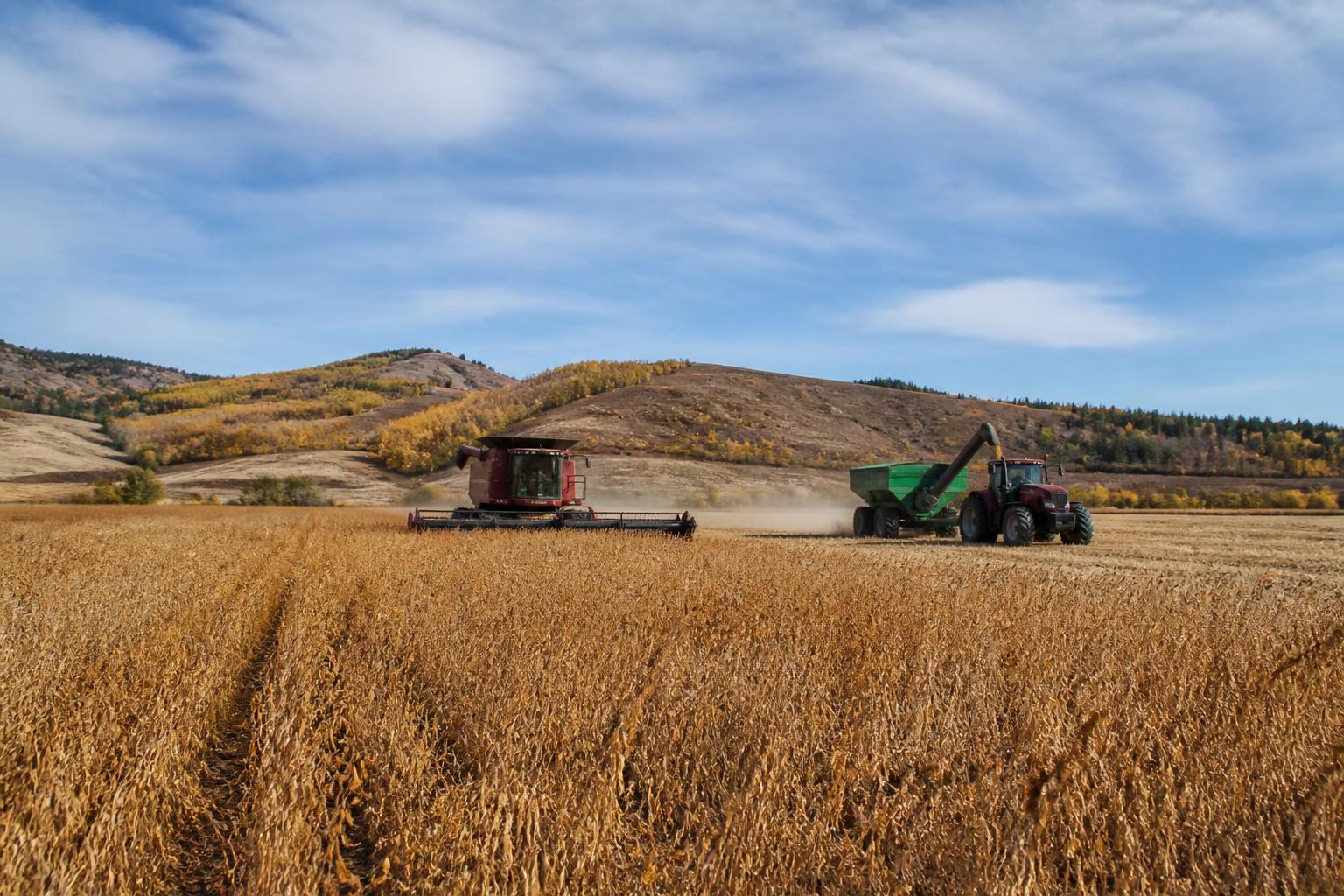 Idaho Producers Face Market Headwinds as Seasonal Harvest Intensifies