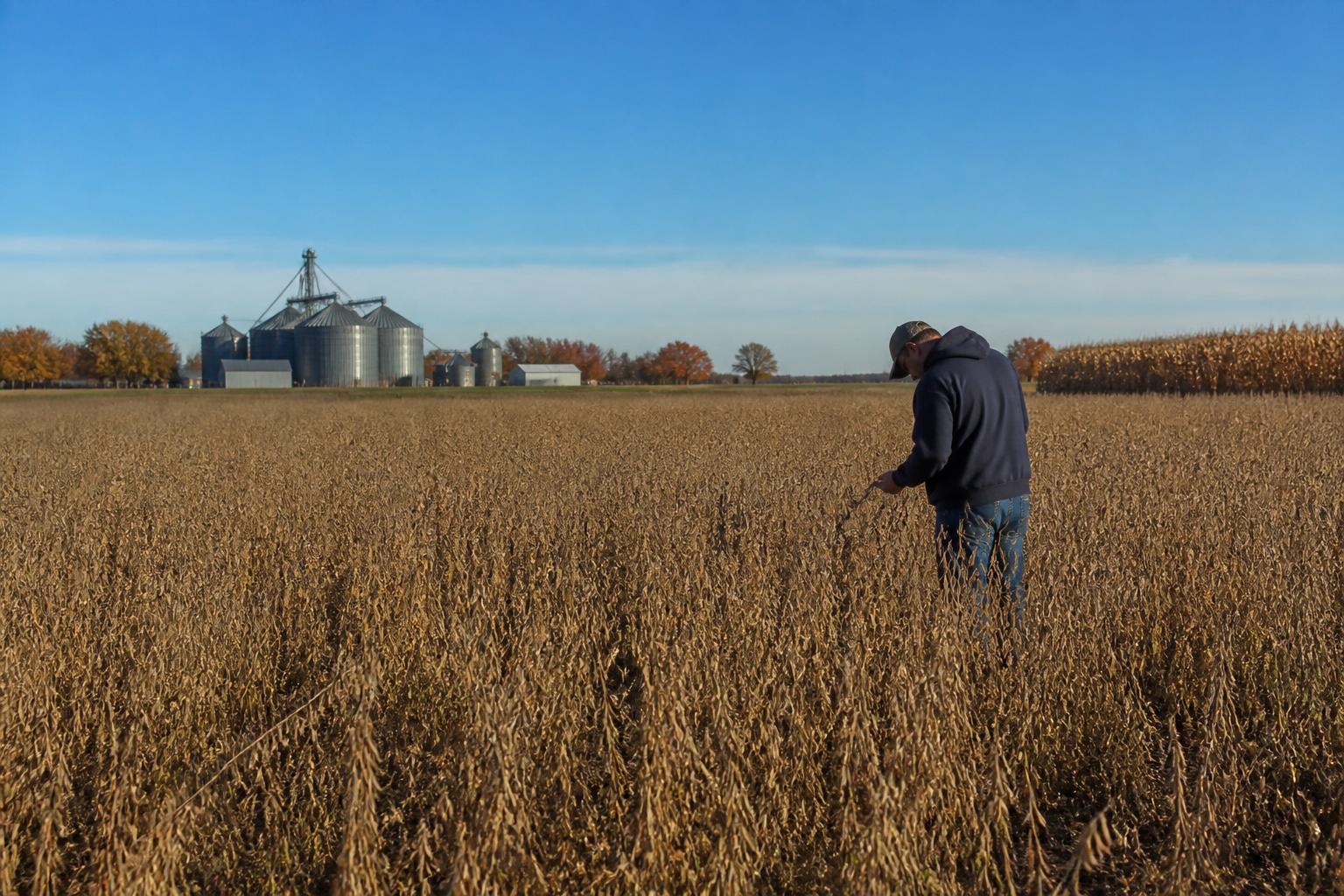 Minnesota Grain Markets Face Seasonal Headwinds as Export Uncertainty Persists