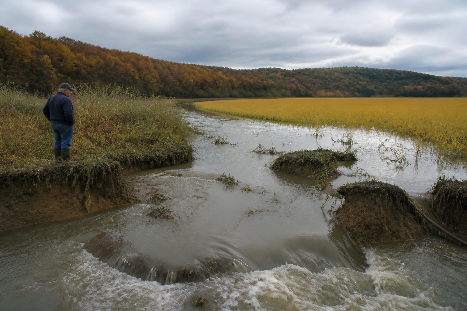 Arkansas Crop Protection and Field Challenges as Harvest Progresses - AgroPost