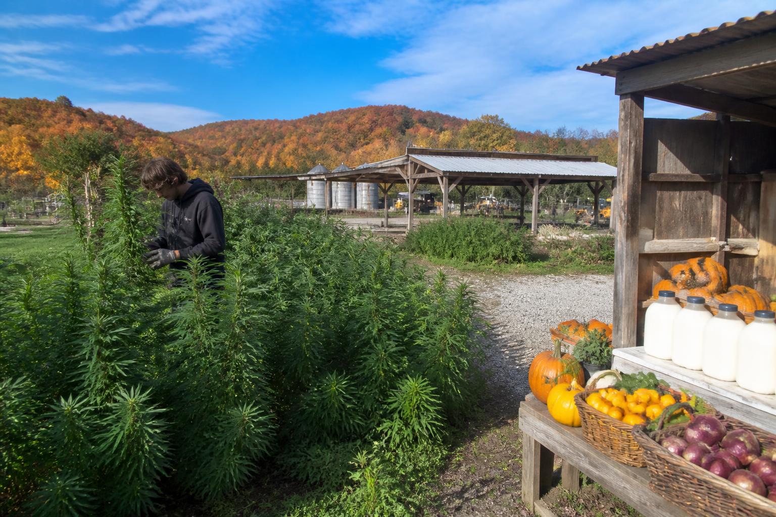 Utah Grain Producers Eye Volatile Input Costs Amid Seasonal Shifts - AgroPost