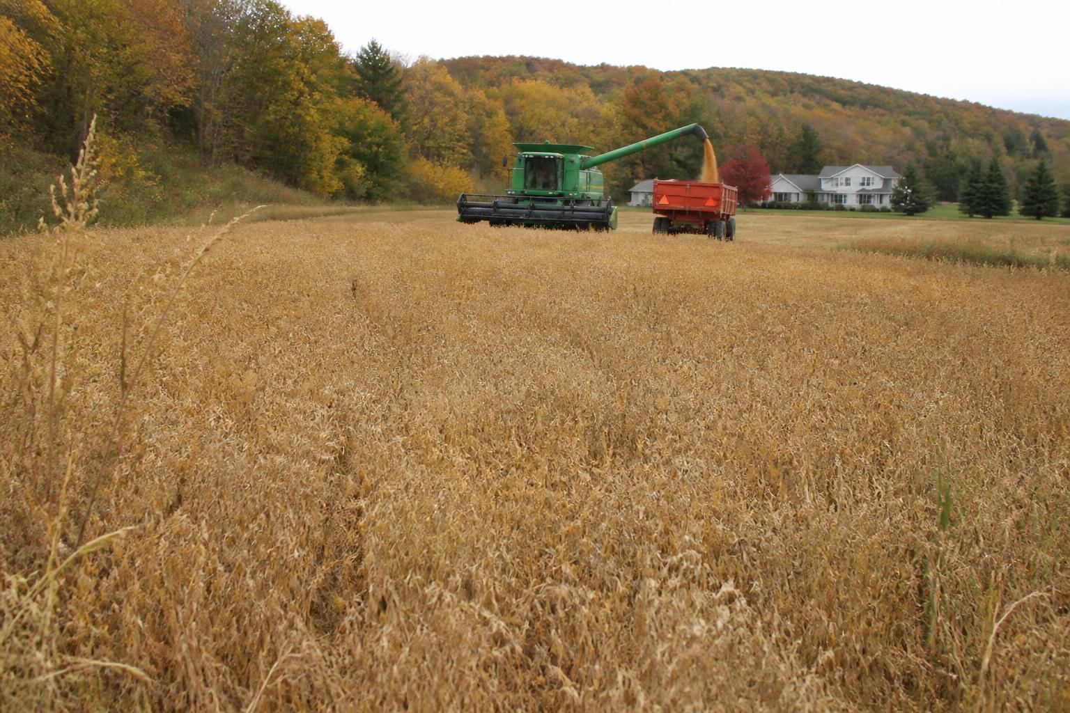 New York Grain Markets: Navigating Fall Operational Shifts and Regional Trends - AgroPost
