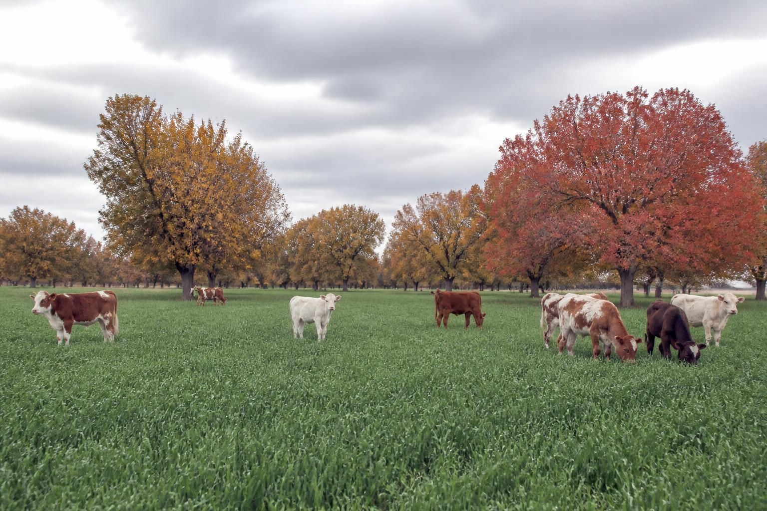 Fall Outlook for New Mexico Pecan Growers: Addressing Pest Pressures - AgroPost