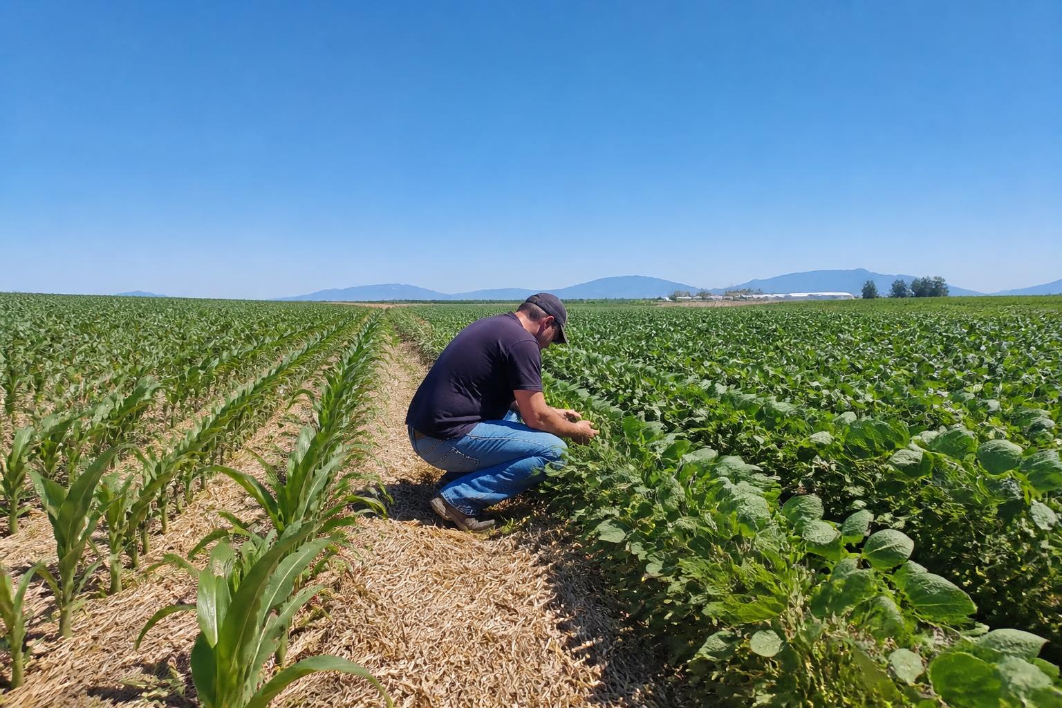 Montana Summer Crop Protection: Balancing Weed Control with Crop Safety