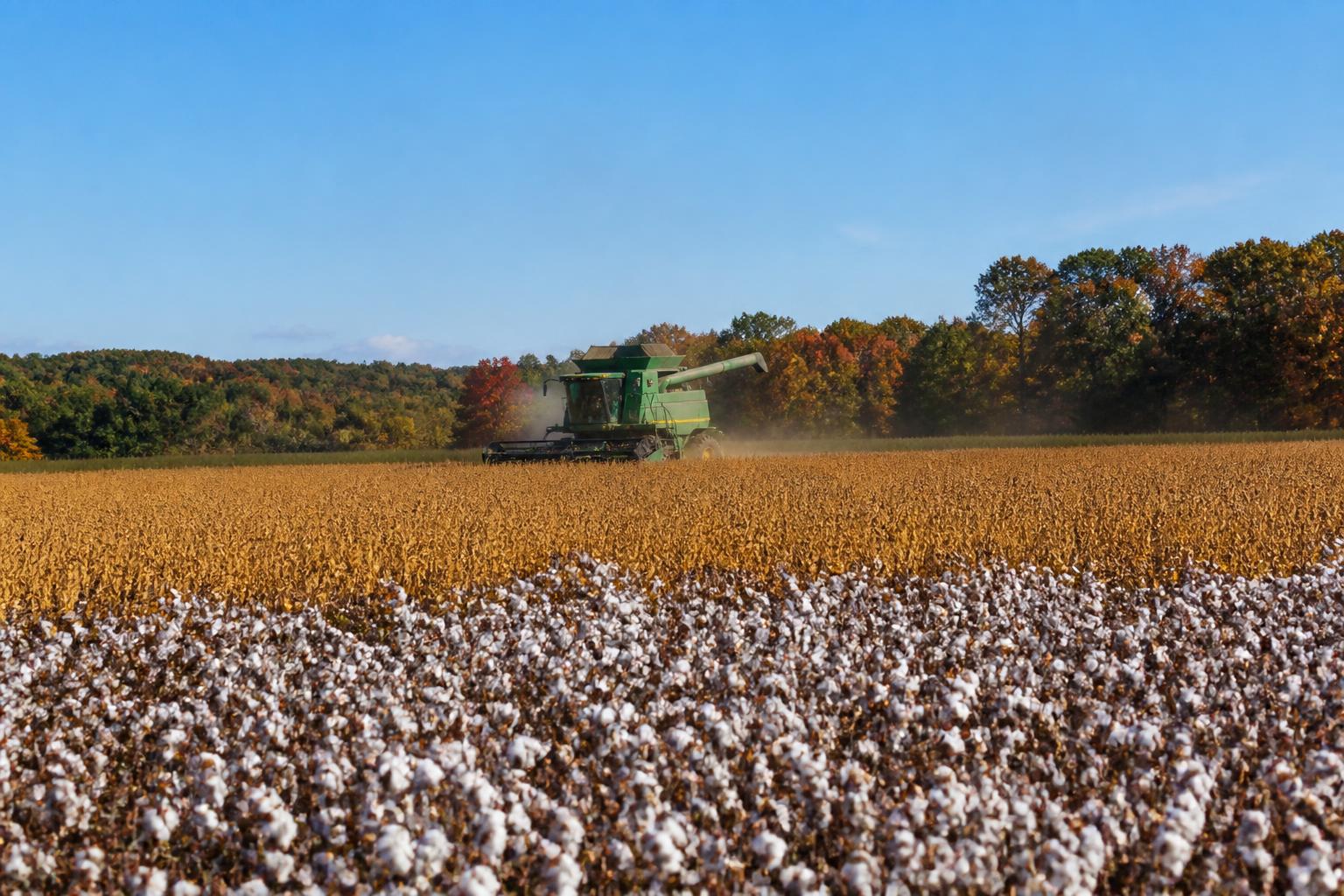 South Carolina Grain Logistics: Navigating Export Shifts and Seasonal Flows - AgroPost