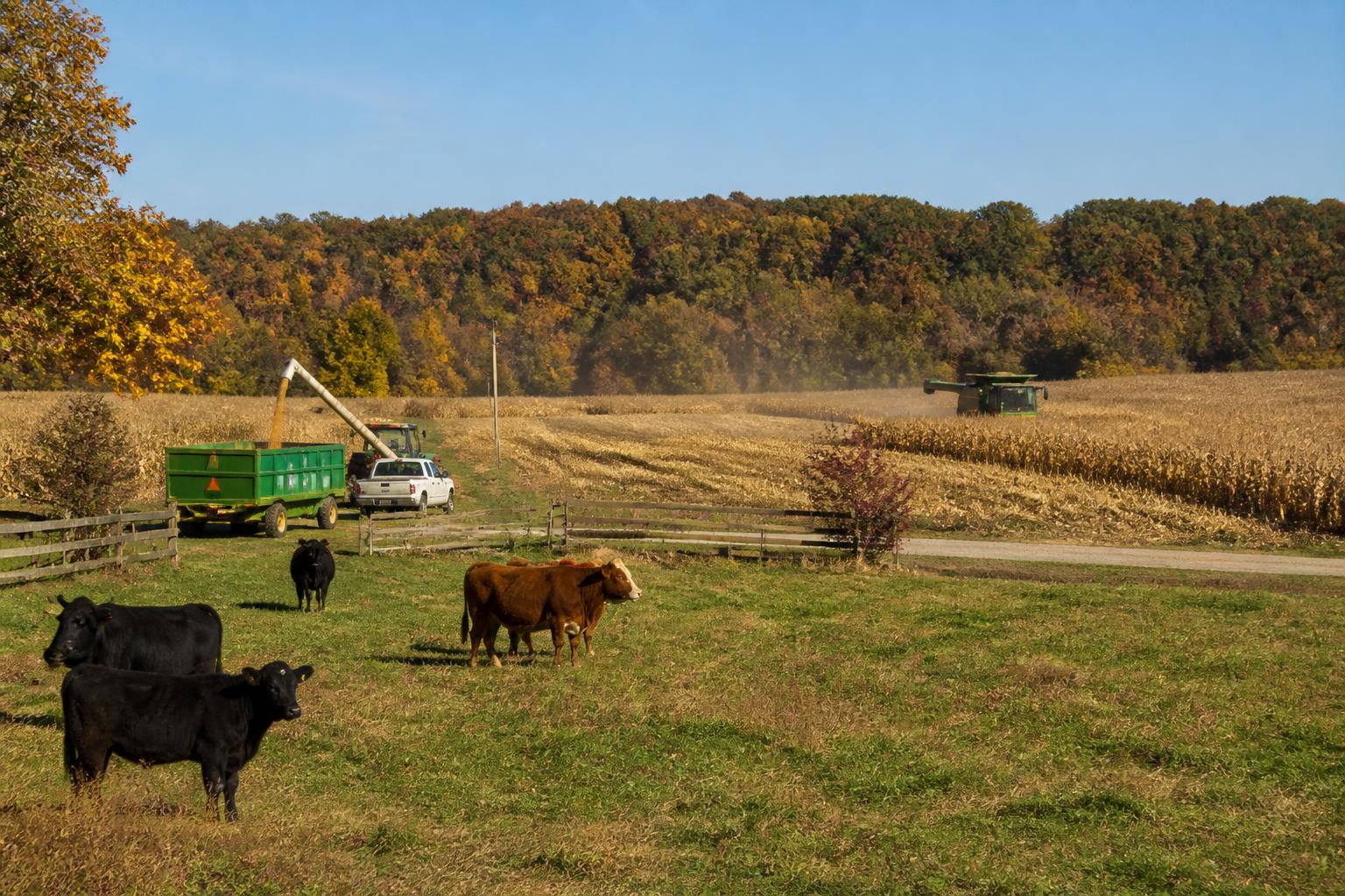 Missouri Grain Outlook: Market Pressures and Harvest Considerations - AgroPost
