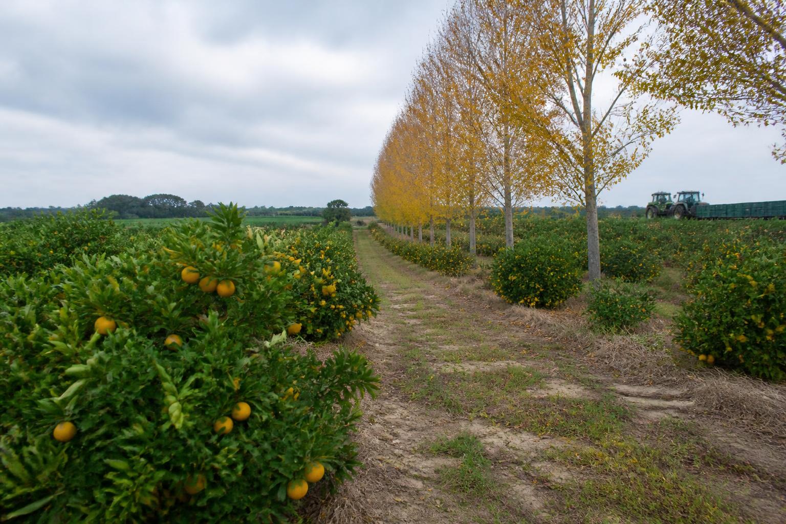 Florida Growers Bolster Citrus Protection Amidst Evolving Pest Pressures - AgroPost